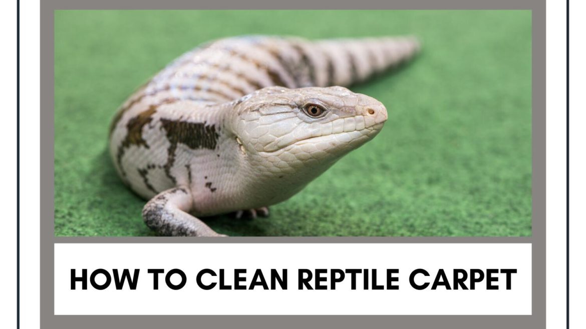 How to clean reptile carpet