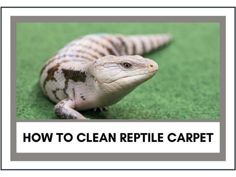 How to clean reptile carpet