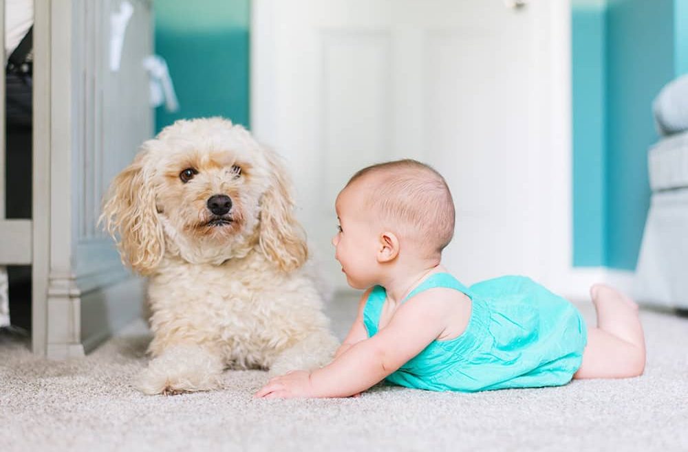 Nylon vs Polyester for Dog Baby