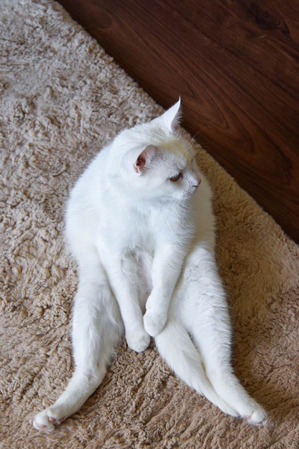 bedroom carpet cat