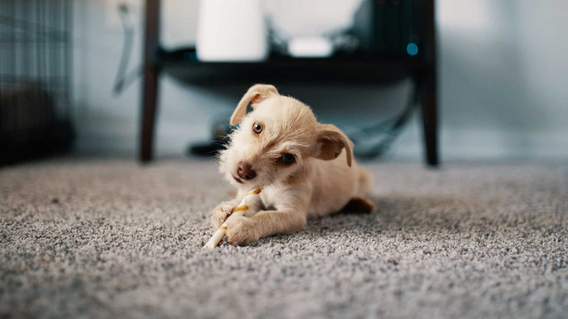 how to stop dog from peeing on carpet