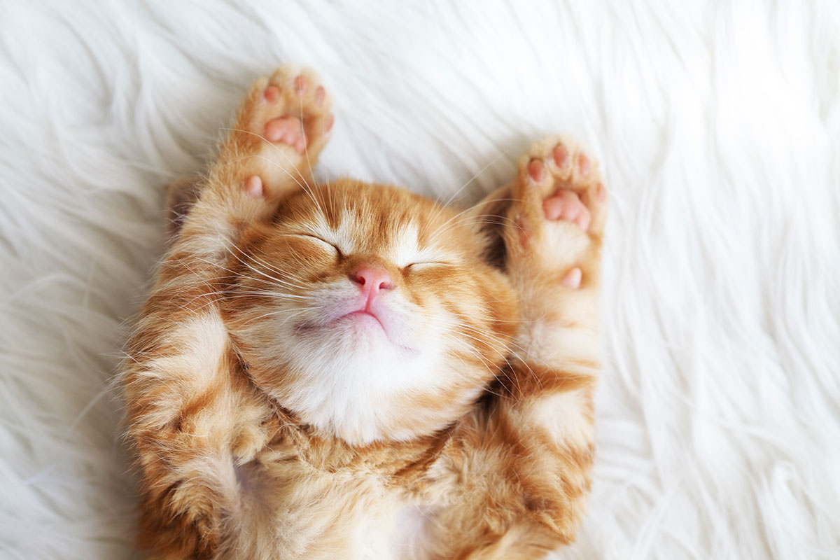 Cute Kitten Sleeping