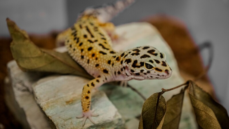 leopard gecko carpet