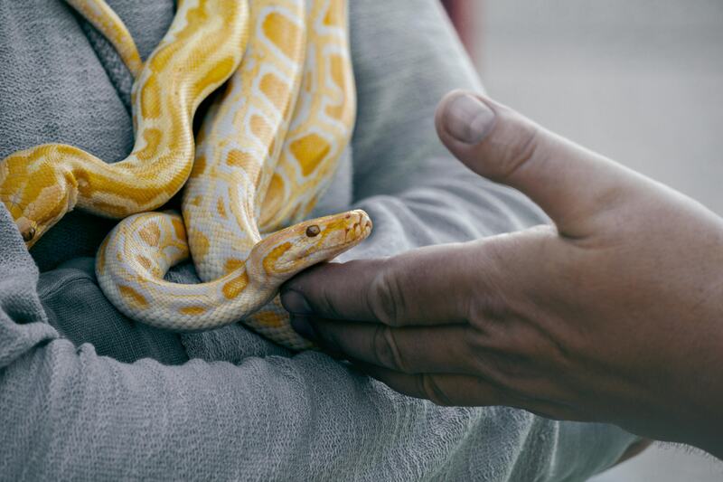 yellow white python home